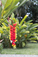 Helconia red flowers with unfocused jungle in background