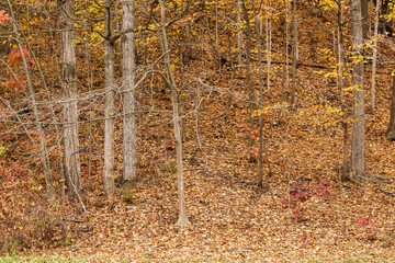 Fototapeta premium Fallen leaves cover the side of a hill in a Carolinian forset in the fall with changing colours