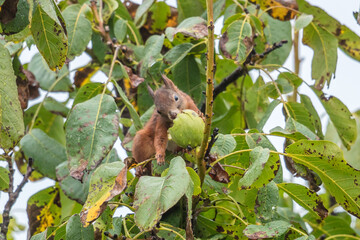 eichhörnchen