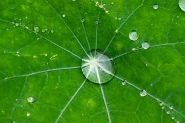 Raindrops on various plants in the garden