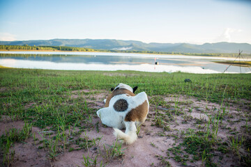 A dog lies in front of the beautiful view.
