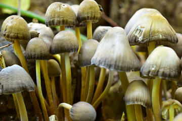The picture shows a family of white toadstools growing on a tree stump.