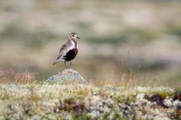 A closeup shot of the European Golden Plover (Pluvialis Apricaria) Dovrefjell, Norway
