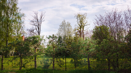 Pines along the fence, in the distance against the sky background large trees without leaves