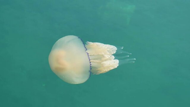Jellyfish Rhizostoma pulmo in fresh water
