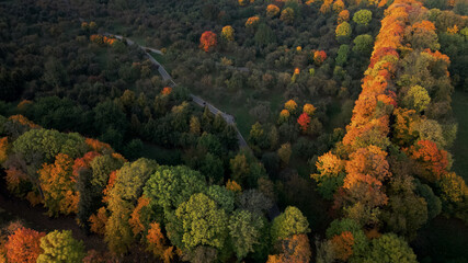 Fototapeta na wymiar Flight over the autumn park. Trees with yellow autumn leaves are visible. Aerial photography.