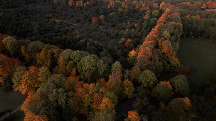 Flight over the autumn park. Trees with yellow autumn leaves are visible. Aerial photography.