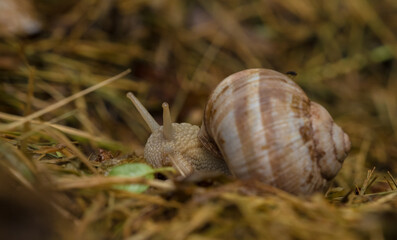 A snail closeup sits in straw in saarland at summer