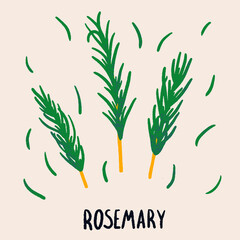 Rosemary branch and leaves. Herb isolated illustration in hand drawn flat style. Food magazine illustration