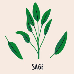 Sage branch and leaves. Herb isolated illustration in hand drawn flat style. Food magazine illustration