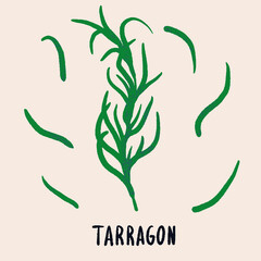 Tarragon branch and leaves. Herb isolated illustration in hand drawn flat style. Food magazine illustration