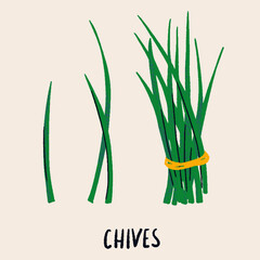 Chives bunch. Herb isolated vector illustration in hand drawn flat style. Food magazine illustration - obrazy, fototapety, plakaty