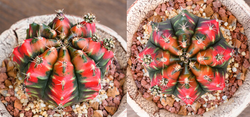 Gymnocalycium mihanovichii is a type of cactus that is bred from Thailand.