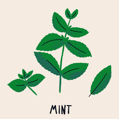 Mint branch and leaves. Herb isolated vector illustration in hand drawn flat style. Food magazine illustration