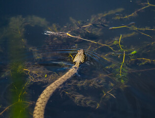 A grass snake into water at summer in saarland, top view