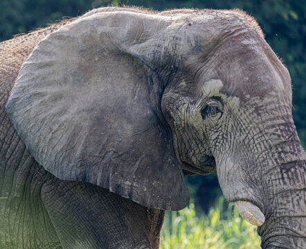 Portrait of a African Elephant