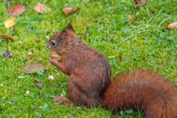 eichhörnchen im regen