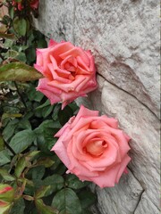 Pink roses near wall