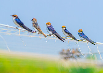 Five Wire Tailed Swallow resting on a wire