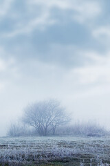 Winter view with covered  hoarfrost grass and trees in the morning mist