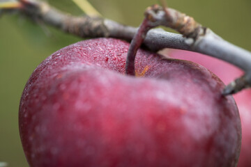 red delicious apple on a branch