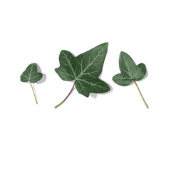 Three green ivy leaves isolated on white background.