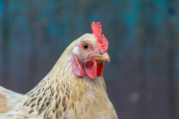 Chicken with light white and orange feathers close up in profile on a dark background