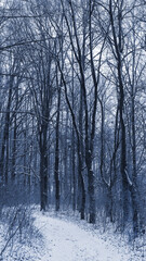 Tall trees in a snowy winter forest, a snow-covered road in the woods