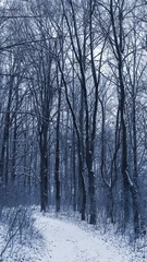 Foto auf Leinwand Tall trees in a snowy winter forest, a snow-covered road in the woods © Volodymyr