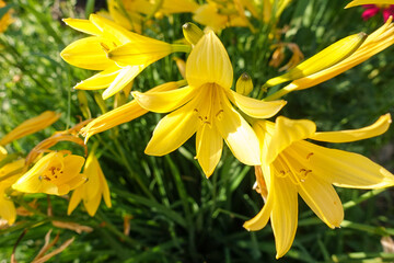 Fototapeta na wymiar beautiful yellow lilies grow in the garden