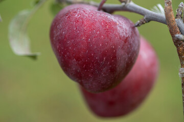 red delicious apple on branch
