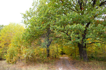 Road in the autumn forest with yellow leaves.