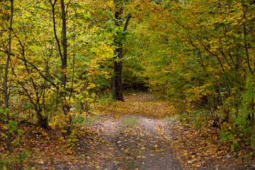 Road in the autumn forest with yellow leaves.