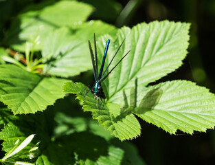 A blue-winged dragonfly on a leaf at summer in saarland, copy space