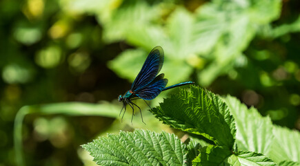 A blue-winged dragonfly on a leaf at summer in saarland, copy space