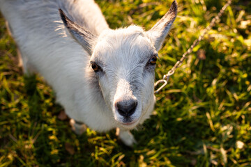 Obraz premium small cute goatportrait of a small cute white goat that will sit in the meadow.
