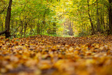 Yellow autumn leaves in the forest.