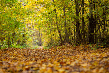 Road in the autumn forest with yellow leaves.