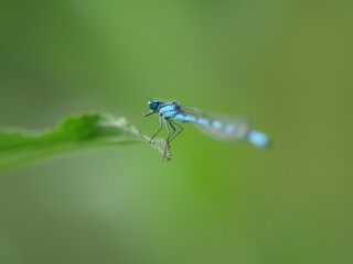 dragonfly on a green leaf