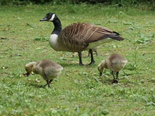 Goose and Goslings