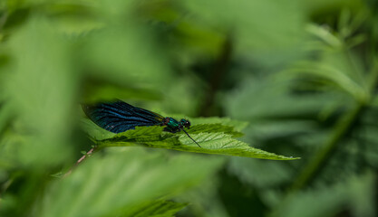 A blue-winged dragonfly on a leaf at summer in saarland, copy space