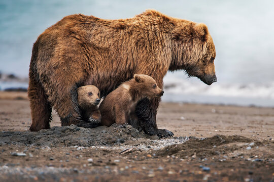 Grizzly bear mother protecting cute cubs on Alaskan beach
