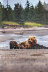 Grizzly bear mother with cubs on Alaskan beach