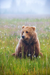Grizzly bear in Alaskan wilderness meadow with wildflowers