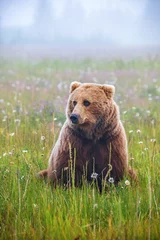 Schilderijen op glas Grizzly bear in Alaskan wilderness meadow with wildflowers © Praxis Creative
