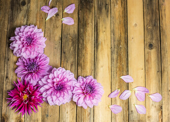 Farbenfrohe Dahlie in rosa und pink auf rustikalen Hintergrund 
