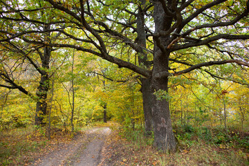 Fototapeta premium Road in the autumn forest with yellow leaves.