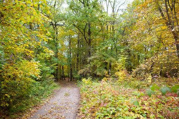 Road in the autumn forest with yellow leaves.