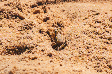 
crab on the beach
