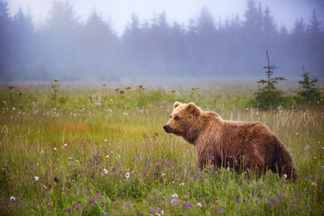 Grizzly bear in Alaskan wilderness meadow